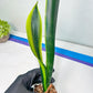 Sansevieria Trifasciata Lillian True Oil (G2) | Imported Plants
