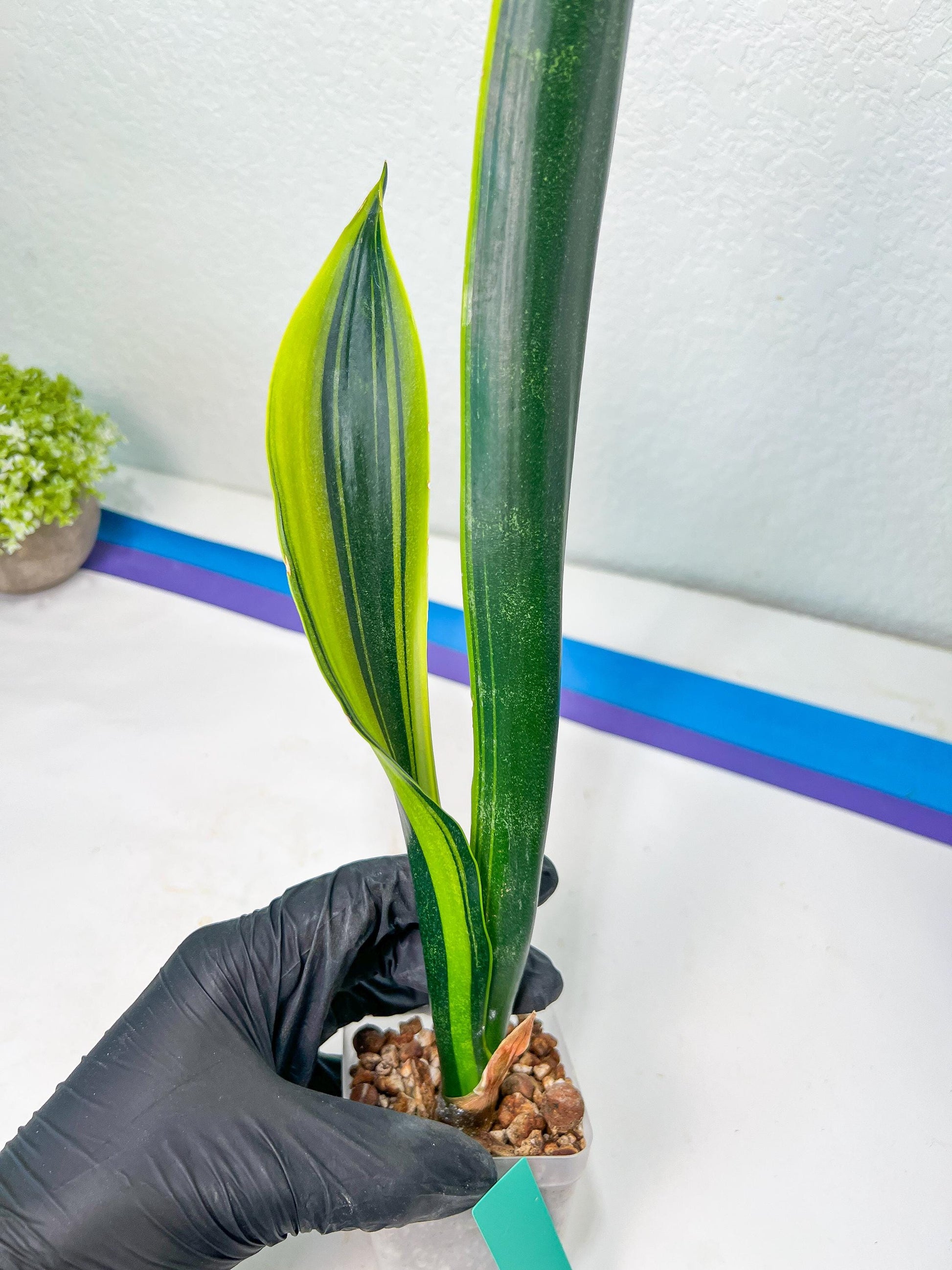 Sansevieria Trifasciata Lillian True Oil (G2) | Imported Plants