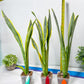 Sansevieria trifasciata Assalam | Imported Plants