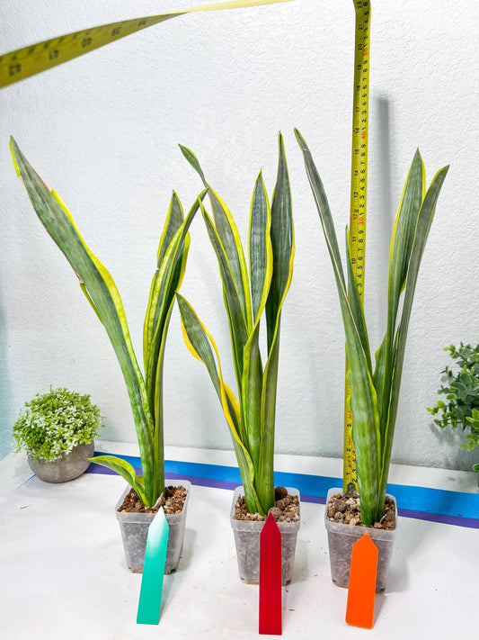 Sansevieria trifasciata Assalam | Imported Plants