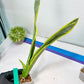 Sansevieria trifasciata Assalam | Imported Plants
