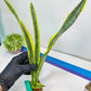 Sansevieria trifasciata Assalam | Imported Plants