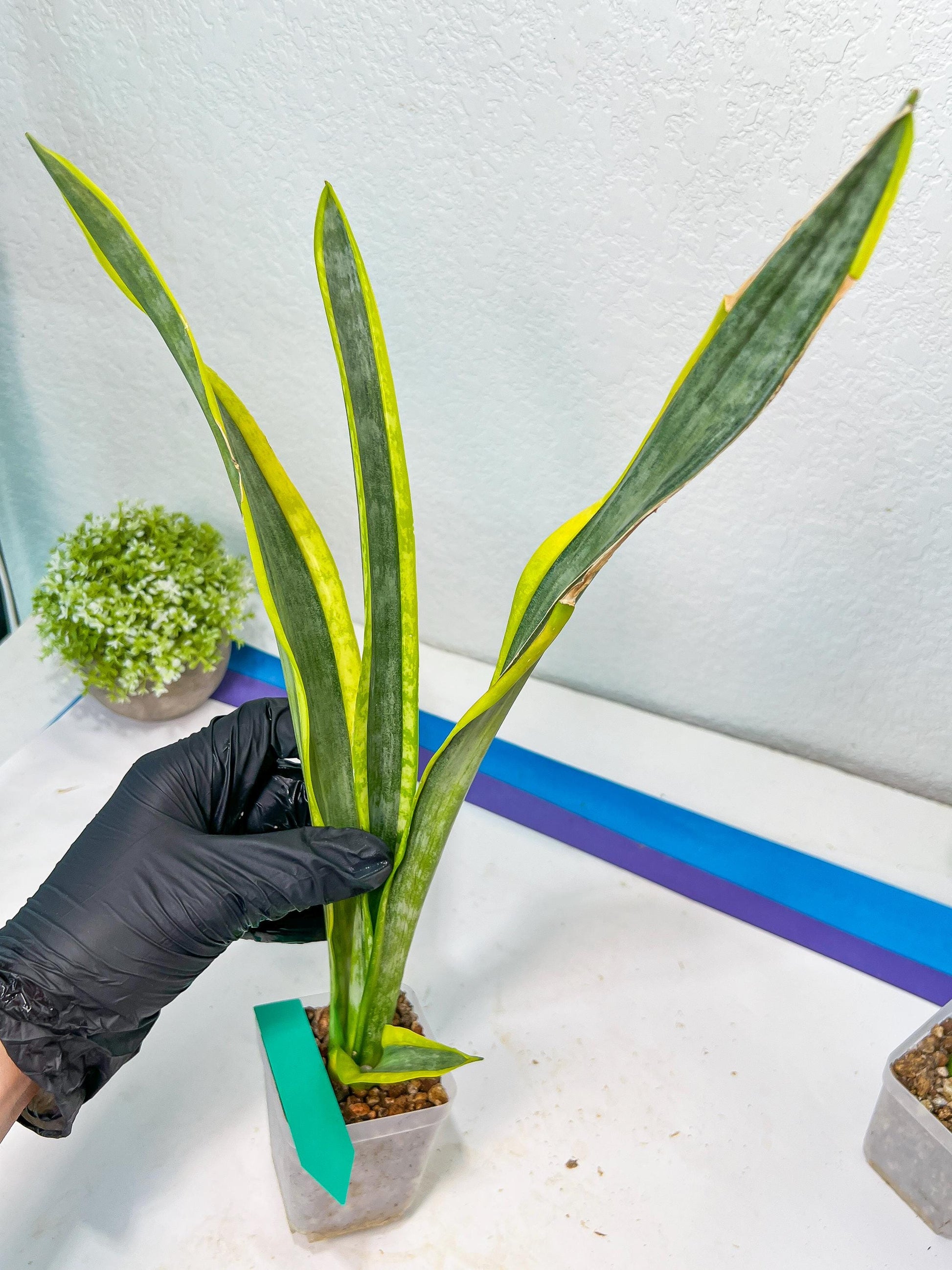 Sansevieria trifasciata Assalam | Imported Plants
