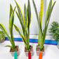 Sansevieria trifasciata Assalam | Imported Plants