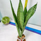 Sansevieria Brazilian Moonshine | Imported Plants