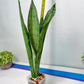 Sansevieria Brazilian Moonshine | Imported Plants
