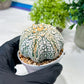 Custom Order- We’ll send you the exact live plant pictured (T8) (y1) | Imported From Japan | 3" Pot