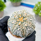 Custom Order- We’ll send you the exact live plant pictured (T8) (y1) | Imported From Japan | 3" Pot