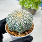 Custom Order- We’ll send you the exact live plant pictured (T8) (y2) | Las Vegas Plant Shop | 3" Pot
