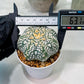 Custom Order- We’ll send you the exact live plant pictured (T8) (y2) | Las Vegas Plant Shop | 3" Pot