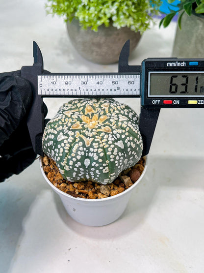 Custom Order- We’ll send you the exact live plant pictured (T8) (y2) | Las Vegas Plant Shop | 3" Pot