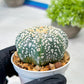 Custom Order- We’ll send you the exact live plant pictured (T8) (y2) | Las Vegas Plant Shop | 3" Pot