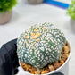 Custom Order- We’ll send you the exact live plant pictured (T8) (y2) | Las Vegas Plant Shop | 3" Pot