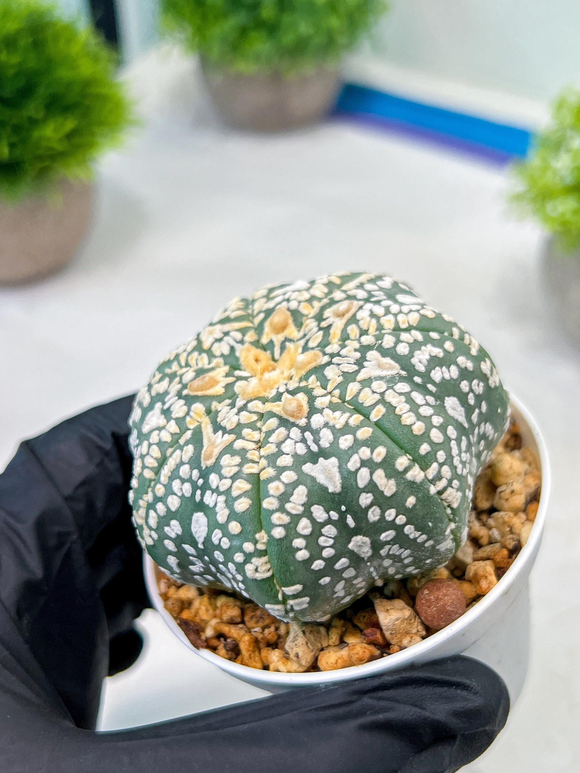 Custom Order- We’ll send you the exact live plant pictured (T8) (y2) | Las Vegas Plant Shop | 3" Pot