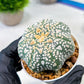 Custom Order- We’ll send you the exact live plant pictured (T8) (y2) | Las Vegas Plant Shop | 3" Pot
