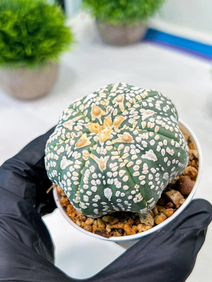 Custom Order- We’ll send you the exact live plant pictured (T8) (y2) | Las Vegas Plant Shop | 3" Pot