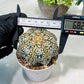 Custom Order- We’ll send you the exact live plant pictured (T8) (y3) | SHIP from USA | 3" Pot