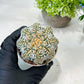 Custom Order- We’ll send you the exact live plant pictured (T8) (y3) | SHIP from USA | 3" Pot