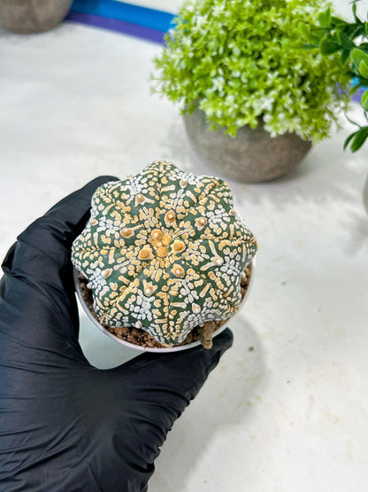 Custom Order- We’ll send you the exact live plant pictured (T8) (y3) | SHIP from USA | 3" Pot