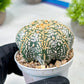 Custom Order- We’ll send you the exact live plant pictured (T8) (y3) | SHIP from USA | 3" Pot