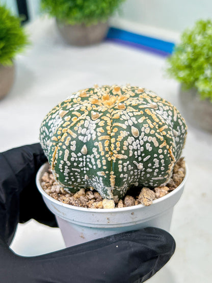 Custom Order- We’ll send you the exact live plant pictured (T8) (y3) | SHIP from USA | 3" Pot