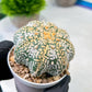 Custom Order- We’ll send you the exact live plant pictured (T8) (y3) | SHIP from USA | 3" Pot