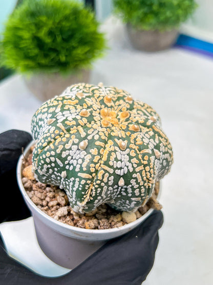Custom Order- We’ll send you the exact live plant pictured (T8) (y3) | SHIP from USA | 3" Pot