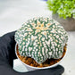 Custom Order- We’ll send you the exact live plant pictured (T8) (y4) | Las Vegas PLANT SELLER| 3" Pot