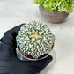 Custom Order- We’ll send you the exact live plant pictured (T8) (y4) | Las Vegas PLANT SELLER| 3" Pot