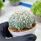 Custom Order- We’ll send you the exact live plant pictured (T8) (y4) | Las Vegas PLANT SELLER| 3" Pot