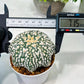 Custom Order- We’ll send you the exact live plant pictured (T8) (y4) | Las Vegas PLANT SELLER| 3" Pot