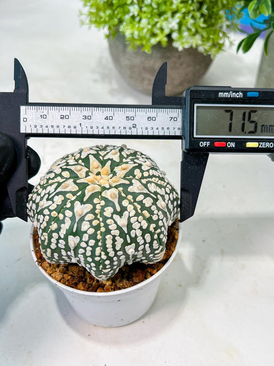 Custom Order- We’ll send you the exact live plant pictured (T8) (y4) | Las Vegas PLANT SELLER| 3" Pot
