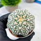 Custom Order- We’ll send you the exact live plant pictured (T8) (y4) | Las Vegas PLANT SELLER| 3" Pot