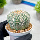 Custom Order- We’ll send you the exact live plant pictured (T8) (y6) | American Plant Seller | 3" Pot