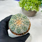 Custom Order- We’ll send you the exact live plant pictured (T8) (y6) | American Plant Seller | 3" Pot