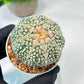Custom Order- We’ll send you the exact live plant pictured (T8) (y6) | American Plant Seller | 3" Pot