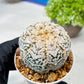 Custom Order- We’ll send you the exact live plant pictured (T8) (y7) | Nevada Plant Seller | 3" Pot