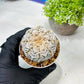 Custom Order- We’ll send you the exact live plant pictured (T8) (y7) | Nevada Plant Seller | 3" Pot