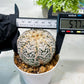 Custom Order- We’ll send you the exact live plant pictured (T8) (y7) | Nevada Plant Seller | 3" Pot