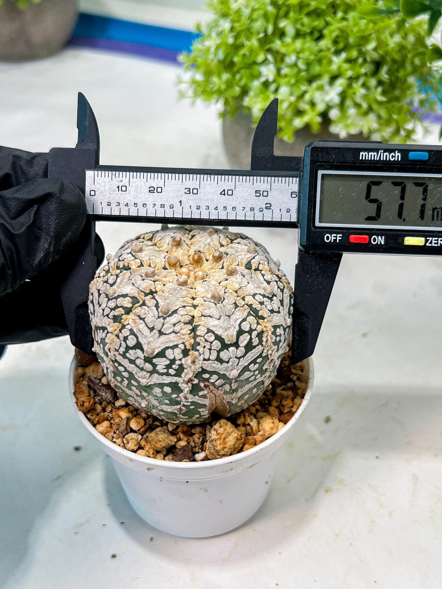 Custom Order- We’ll send you the exact live plant pictured (T8) (y7) | Nevada Plant Seller | 3" Pot