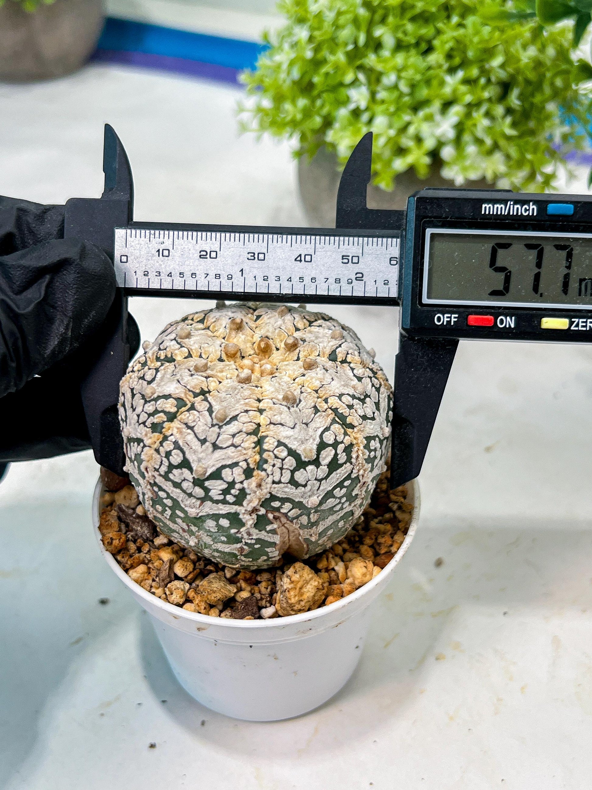 Custom Order- We’ll send you the exact live plant pictured (T8) (y7) | Nevada Plant Seller | 3" Pot