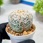 Custom Order- We’ll send you the exact live plant pictured (T8) (y7) | Nevada Plant Seller | 3" Pot