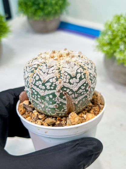 Custom Order- We’ll send you the exact live plant pictured (T8) (y7) | Nevada Plant Seller | 3" Pot