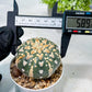 Custom Order- We’ll send you the exact live plant pictured (T8) (b1) | Imported From Japan | 3" Pot