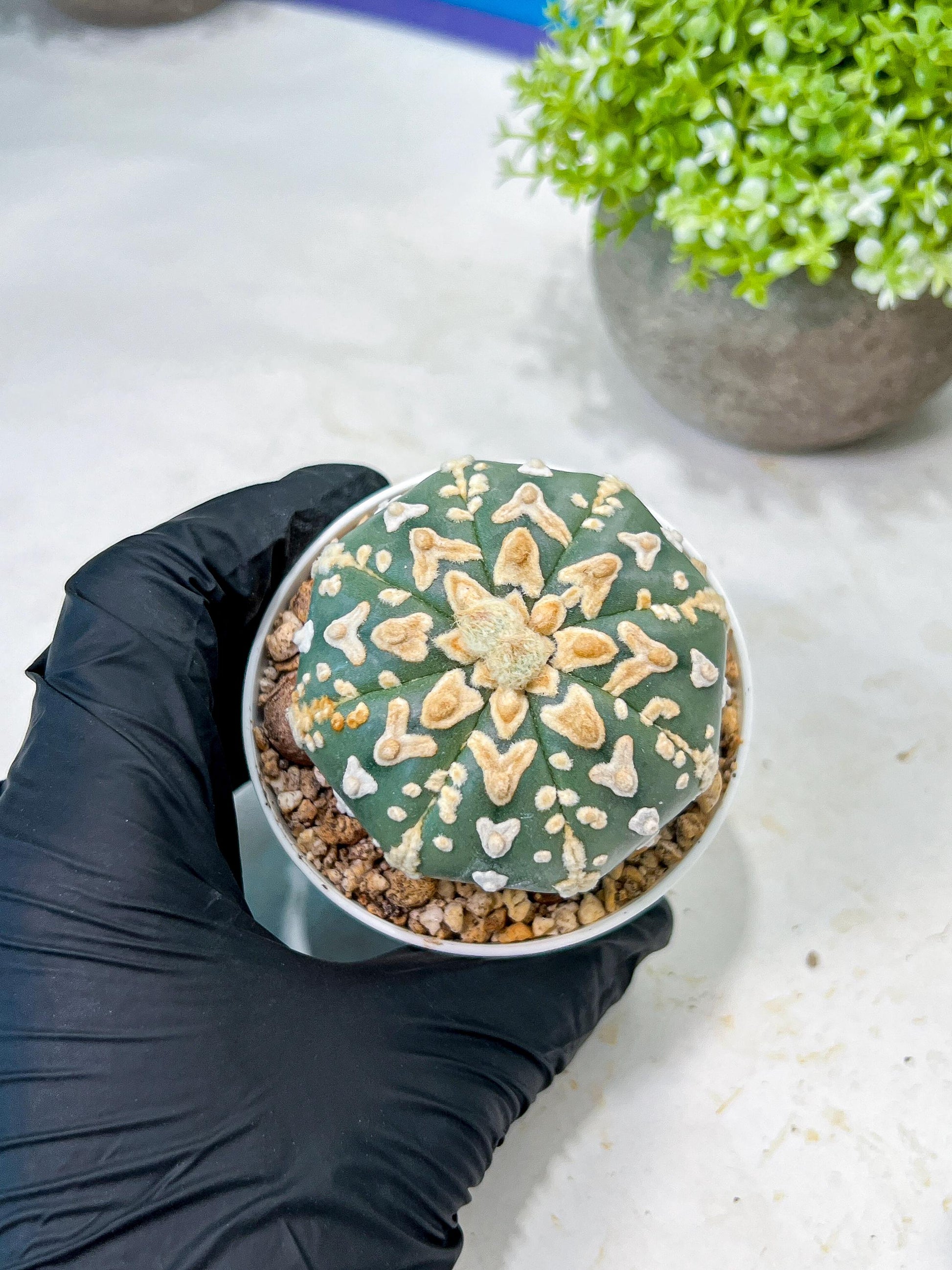 Custom Order- We’ll send you the exact live plant pictured (T8) (b1) | Imported From Japan | 3" Pot