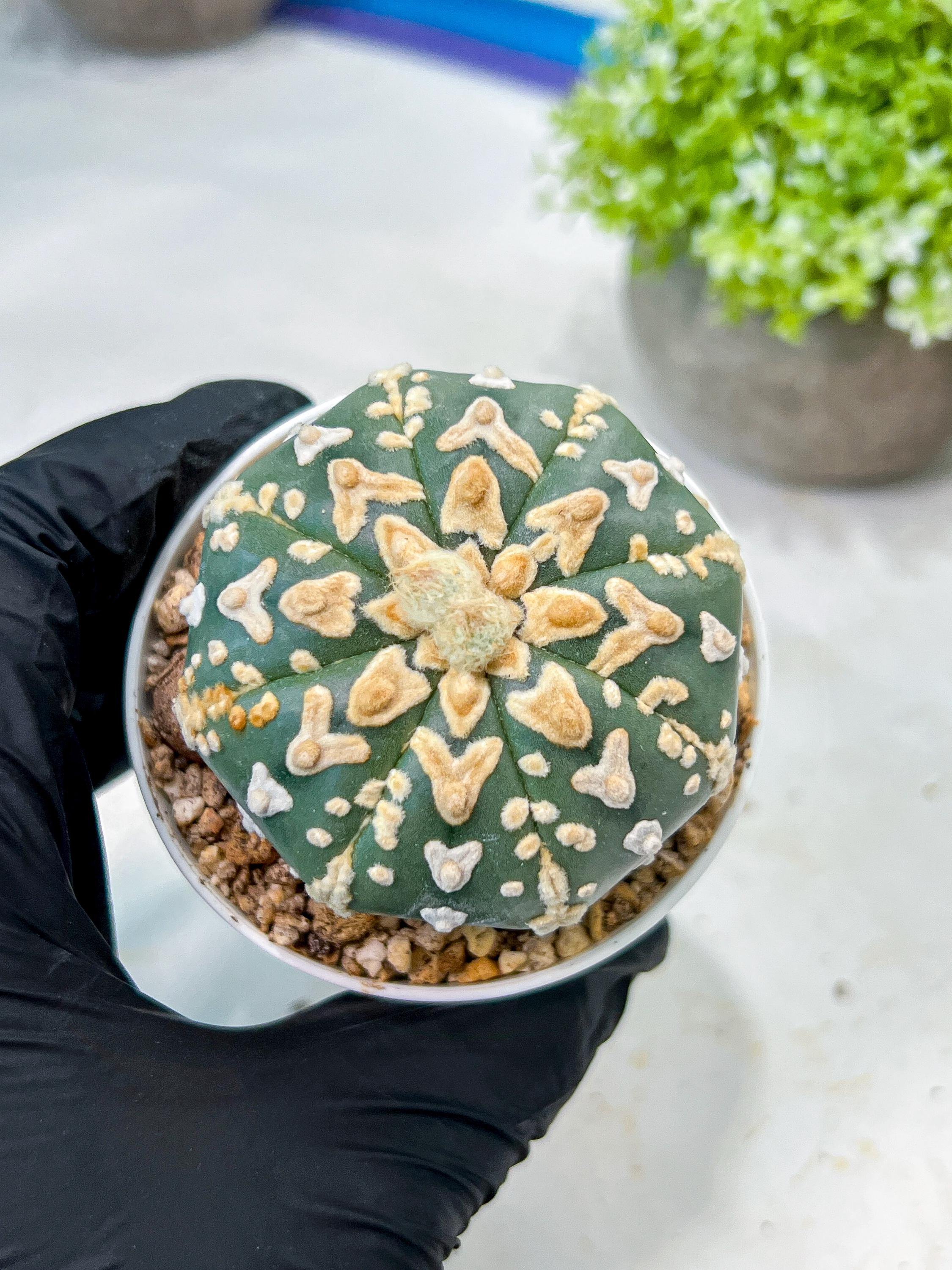 Custom Order- We’ll send you the exact live plant pictured (T8) (b1) | Imported From Japan | 3
