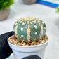 Custom Order- We’ll send you the exact live plant pictured (T8) (b1) | Imported From Japan | 3" Pot