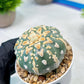 Custom Order- We’ll send you the exact live plant pictured (T8) (b1) | Imported From Japan | 3" Pot