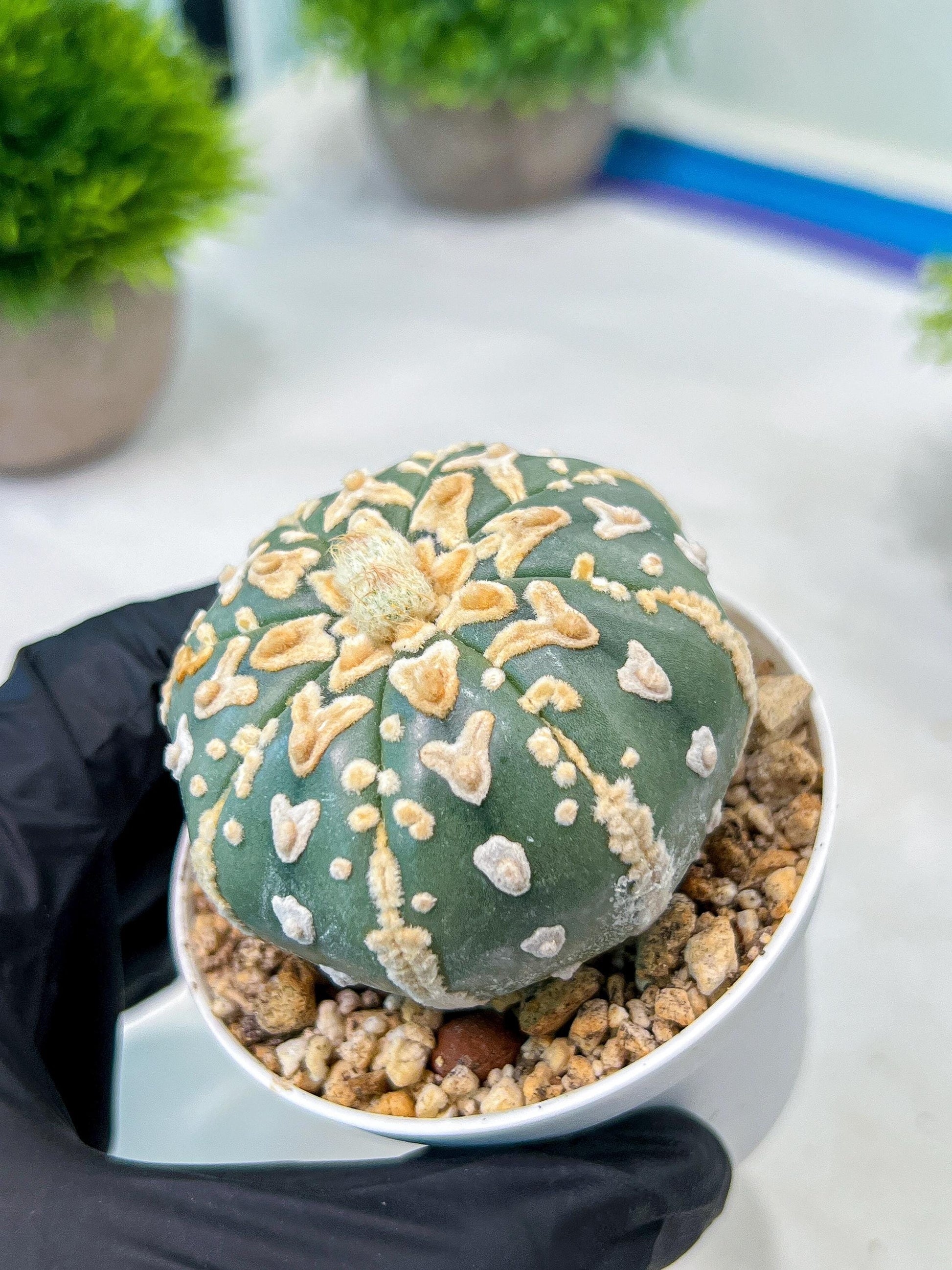 Custom Order- We’ll send you the exact live plant pictured (T8) (b1) | Imported From Japan | 3" Pot