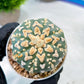 Custom Order- We’ll send you the exact live plant pictured (T8) (b1) | Imported From Japan | 3" Pot